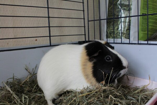Pirouette, femelle cochon d'Inde – Image 3