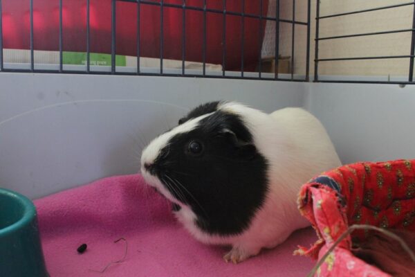 Pirouette, femelle cochon d'Inde – Image 4