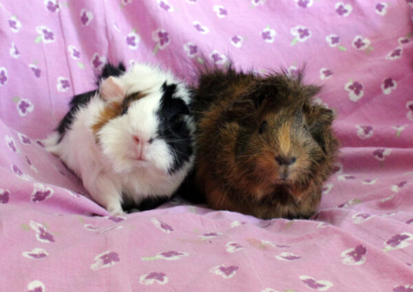 Clochette et Cendrillon, duo de femelles