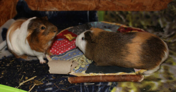 Nounou et Pompon, duo cochons d'Inde – Image 2
