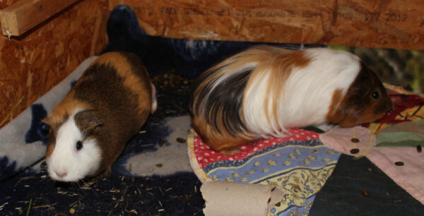 Nounou et Pompon, duo cochons d'Inde – Image 3