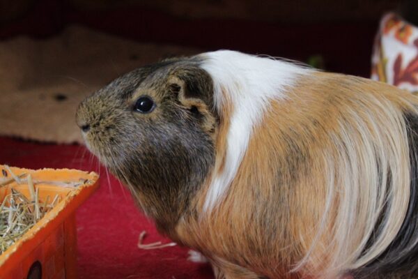 Nounou et Pompon, duo cochons d'Inde – Image 5
