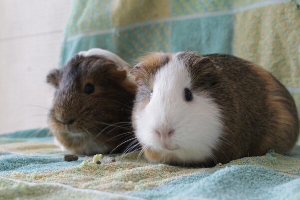 Nounou et Pompon, duo cochons d'Inde