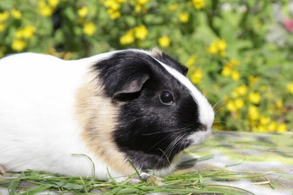 Pirouette, femelle cochon d'Inde