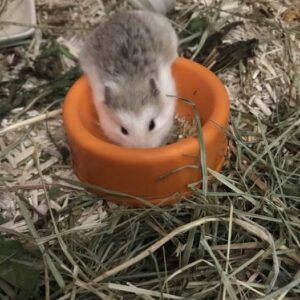 Croquine, hamster femelle