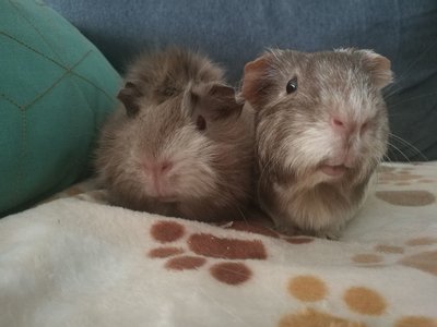 Mauve et Nala.jpg