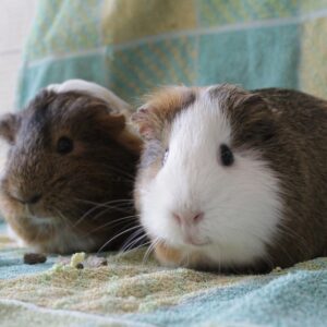 Nounou et Pompon, duo cochons d'Inde
