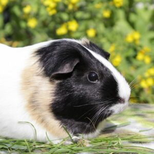Pirouette, femelle cochon d'Inde